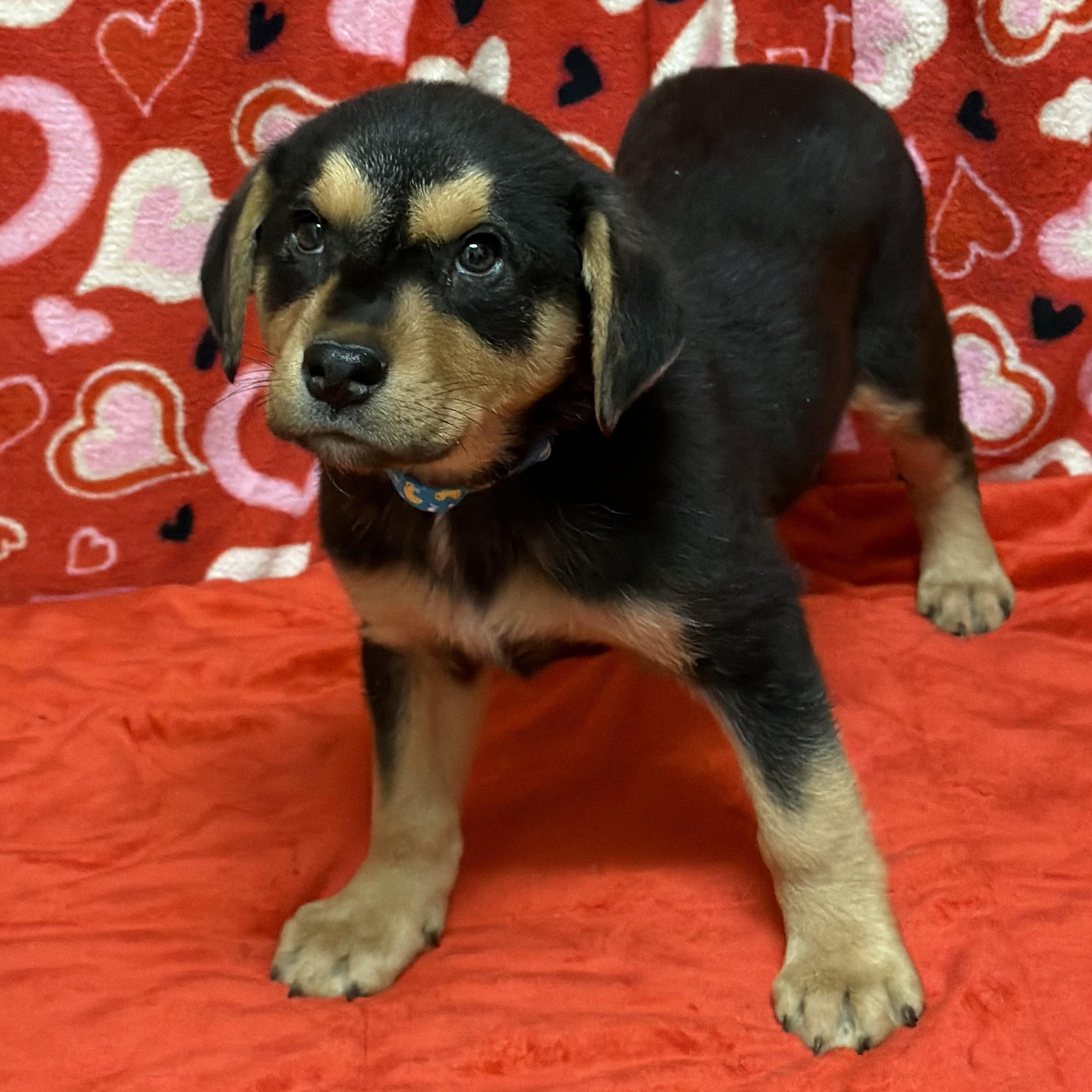 Enlarge Rhett, a Adoptable mixed breed in Libertyville, IL image 3/3