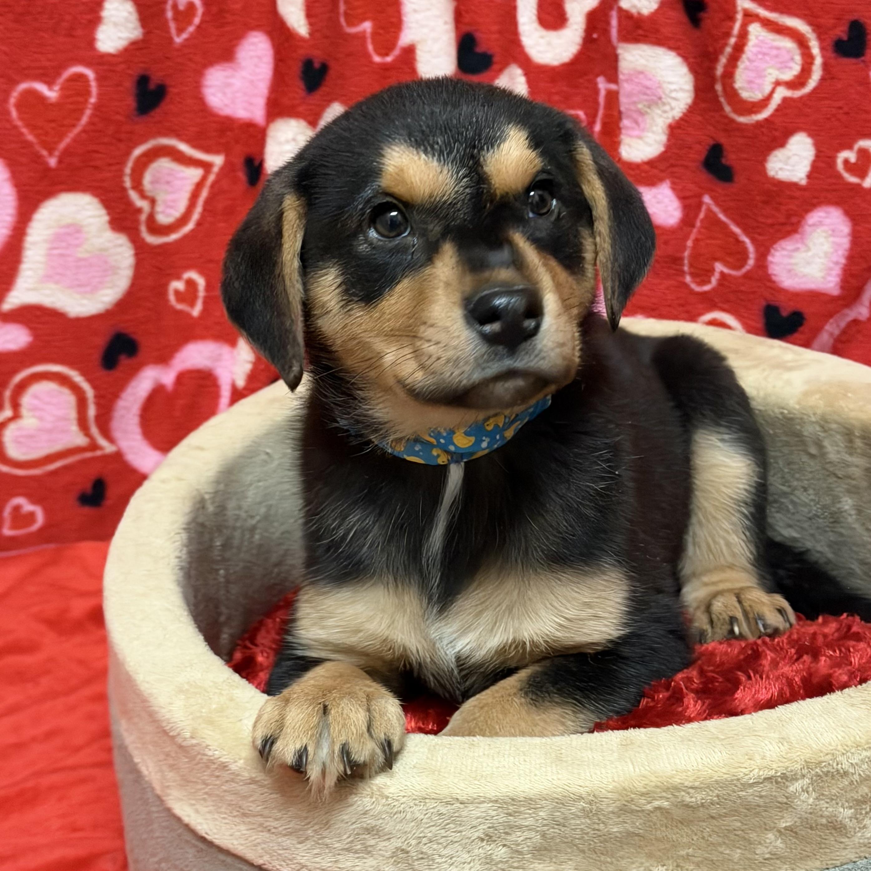 Enlarge Rhett, a Adoptable mixed breed in Libertyville, IL image 1/3