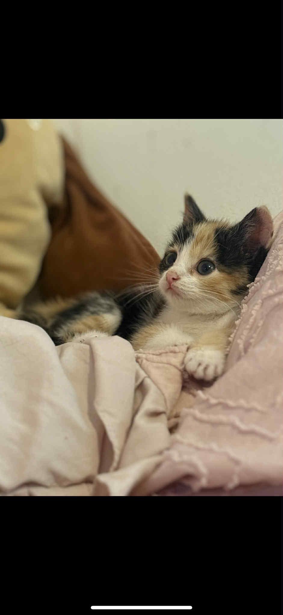 Enlarge MAY, a Adopted Domestic Short Hair in Barbourville, KY image 5/6