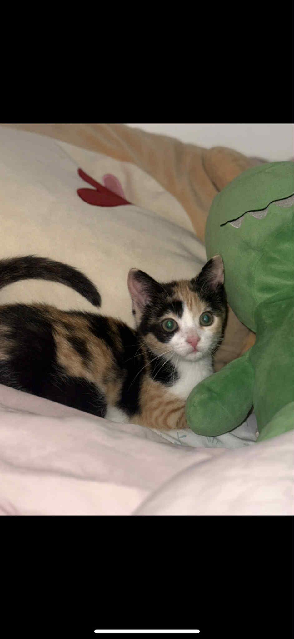 Enlarge MAY, a Adopted Domestic Short Hair in Barbourville, KY image 4/6