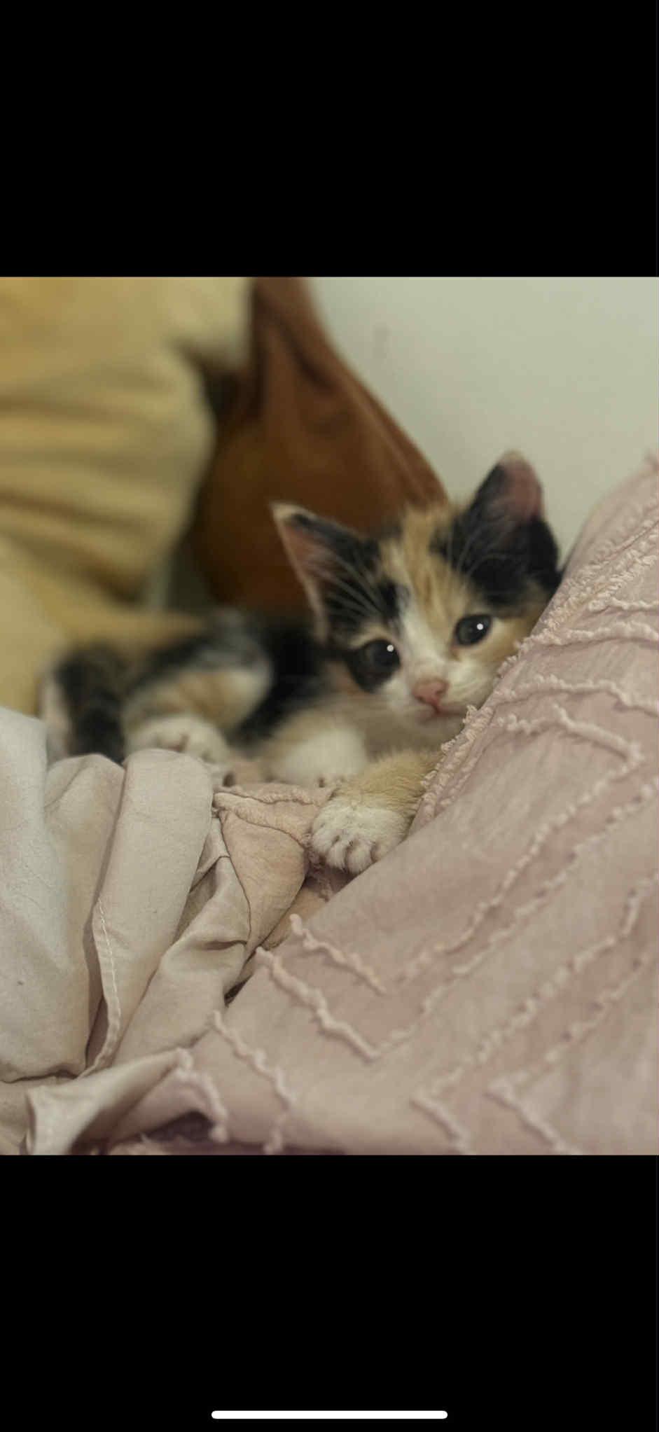 Enlarge MAY, a Adopted Domestic Short Hair in Barbourville, KY image 6/6