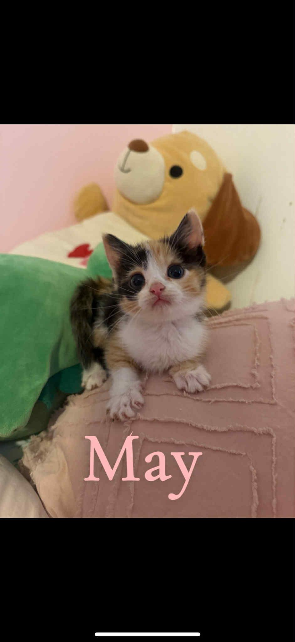 Enlarge MAY, a Adopted Domestic Short Hair in Barbourville, KY image 2/6