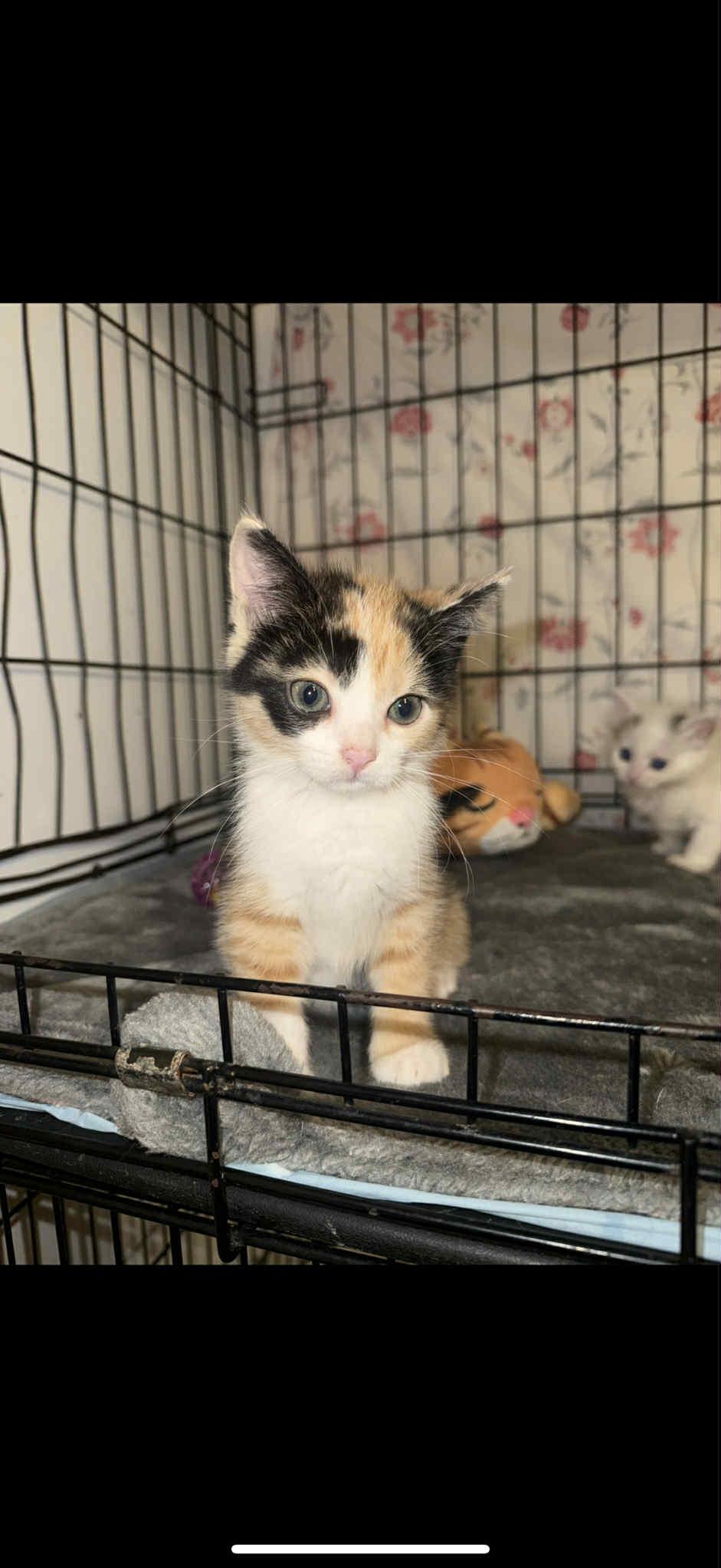 MAY, Adopted, Kitten Female Domestic Short Hair.