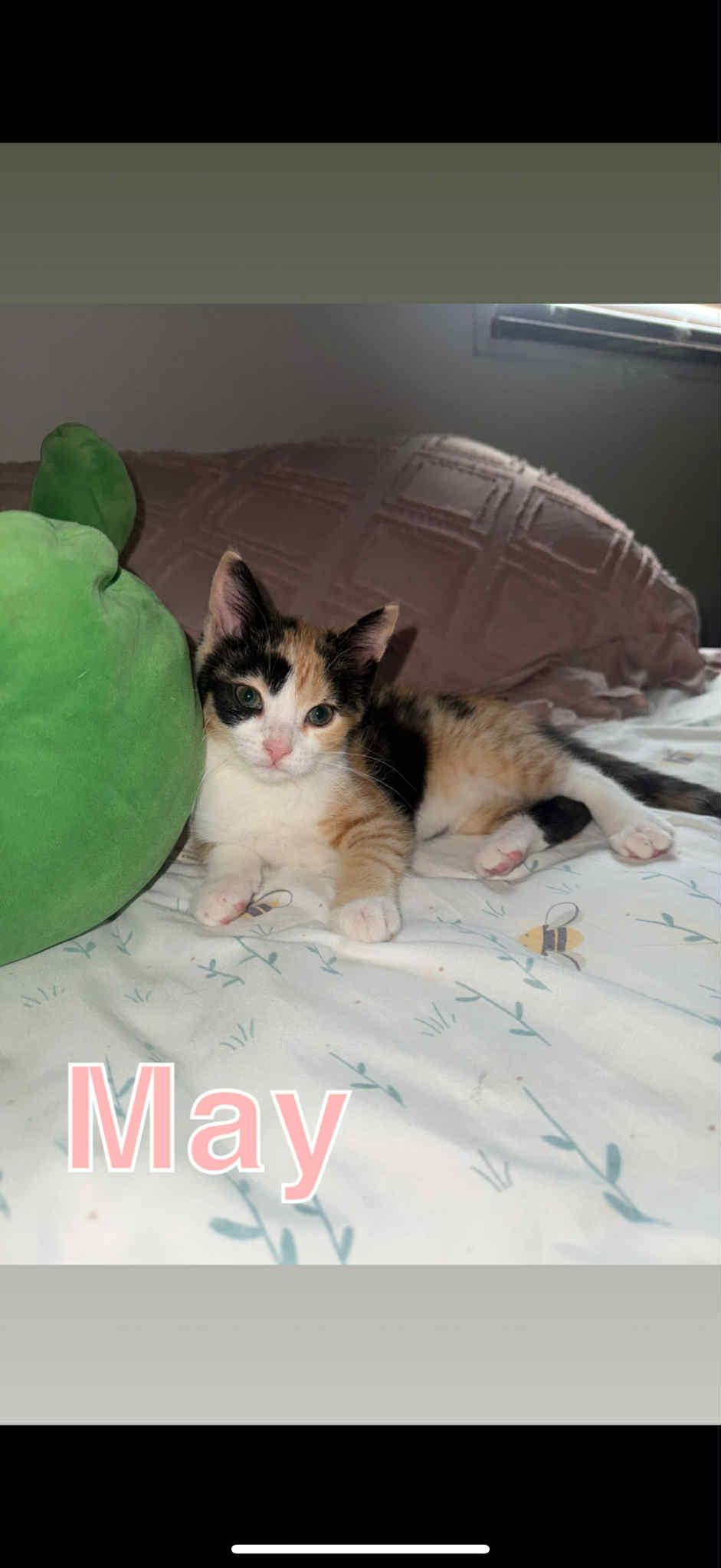 Enlarge MAY, a Adopted Domestic Short Hair in Barbourville, KY image 3/6