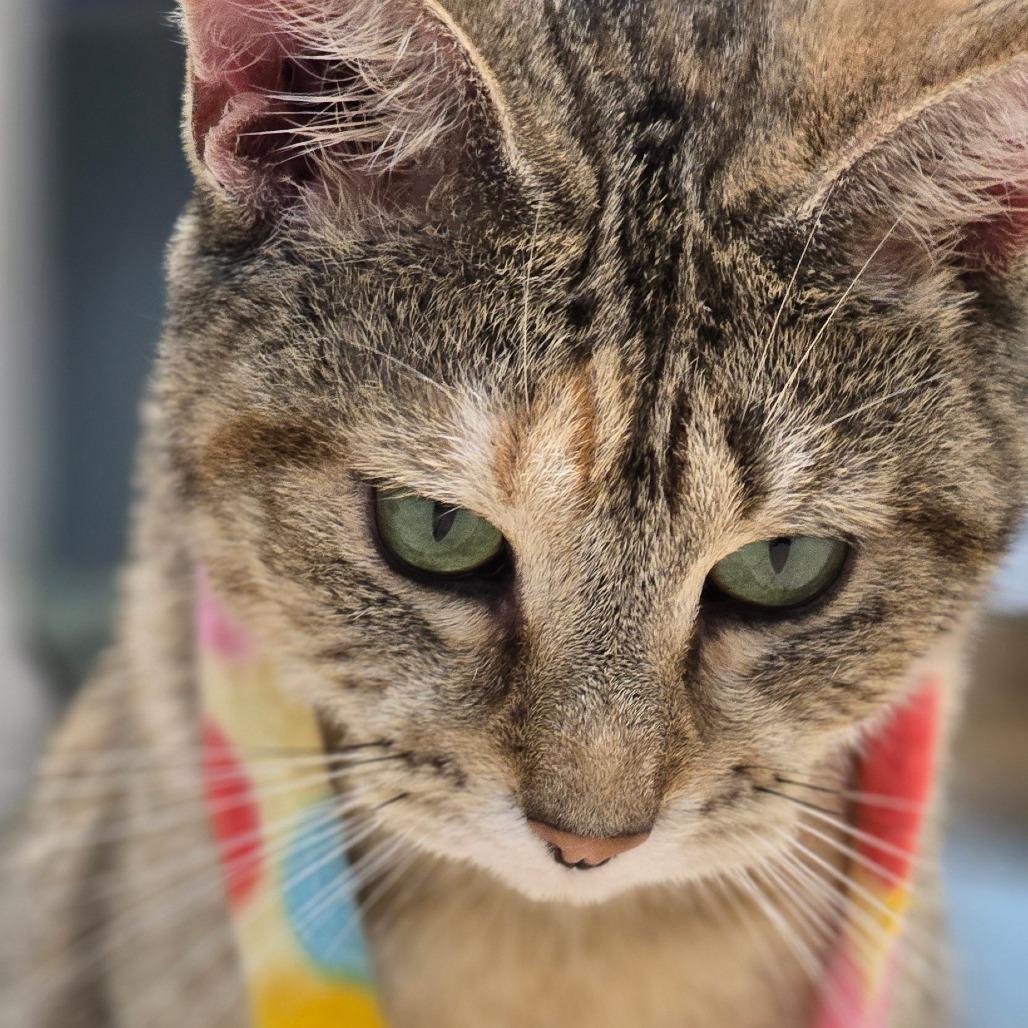 Platty, Adoptable, Adult Female Domestic Short Hair.