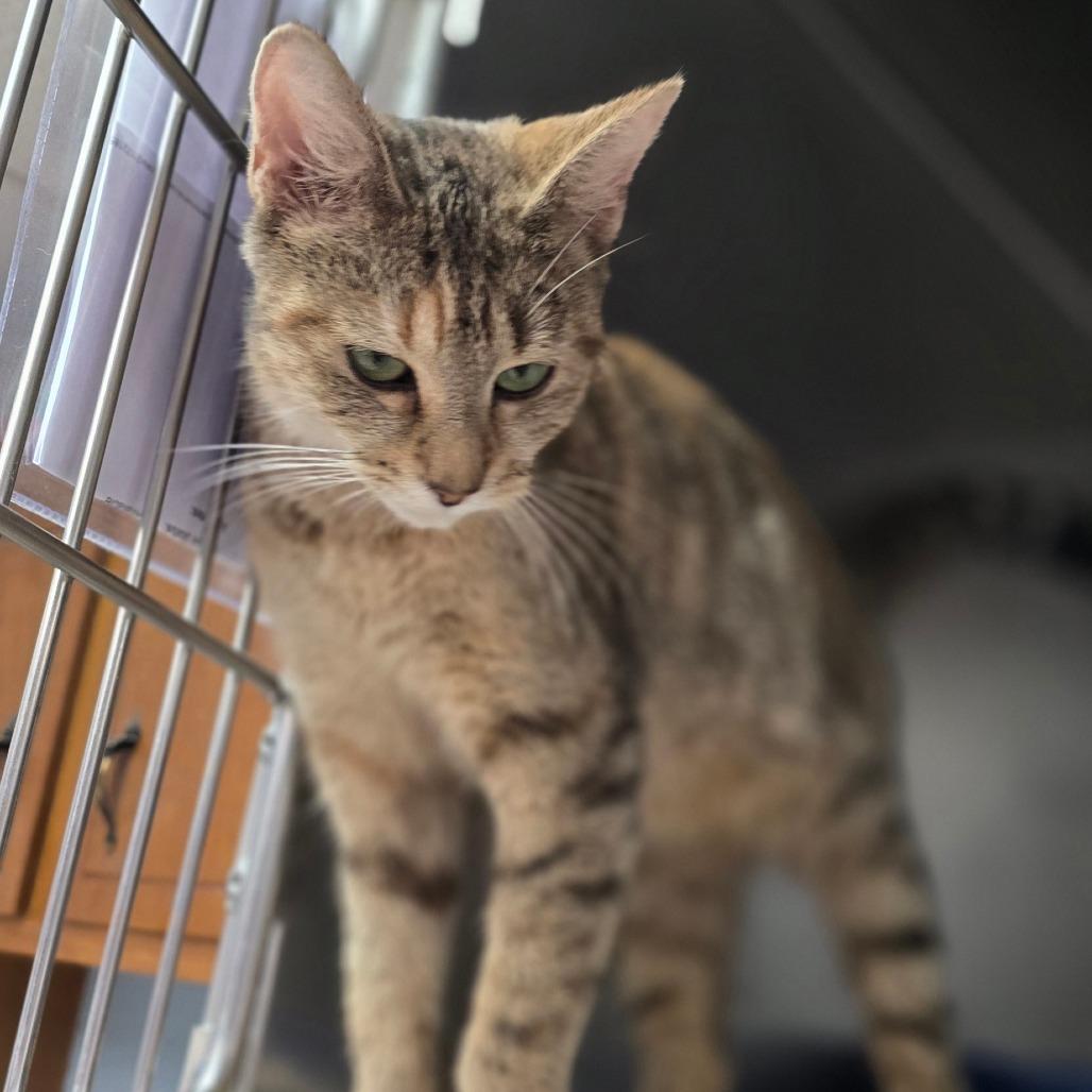 Enlarge Platty, a Adoptable Domestic Short Hair in Newport, NC image 1/4