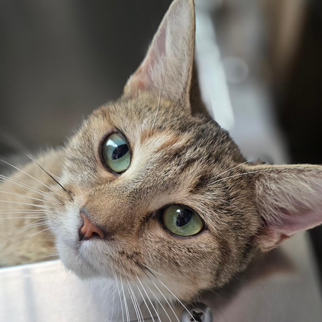 Enlarge Platty, a Adoptable Domestic Short Hair in Newport, NC image 3/4