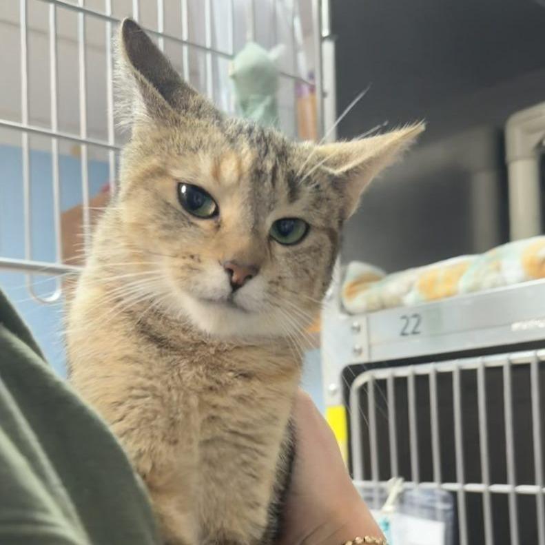 Enlarge Platty, a Adoptable Domestic Short Hair image 1/1