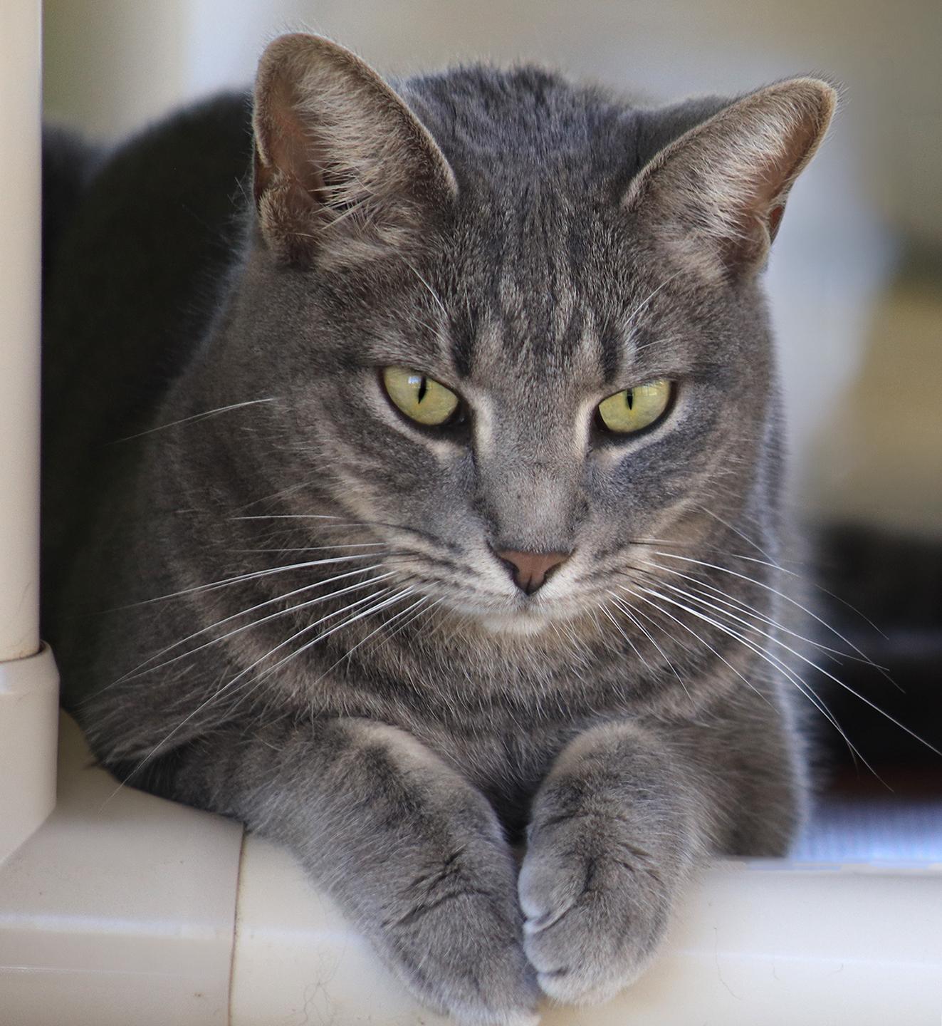 Enlarge Summer, a Adoptable Domestic Short Hair in North Fort Myers, FL image 2/6