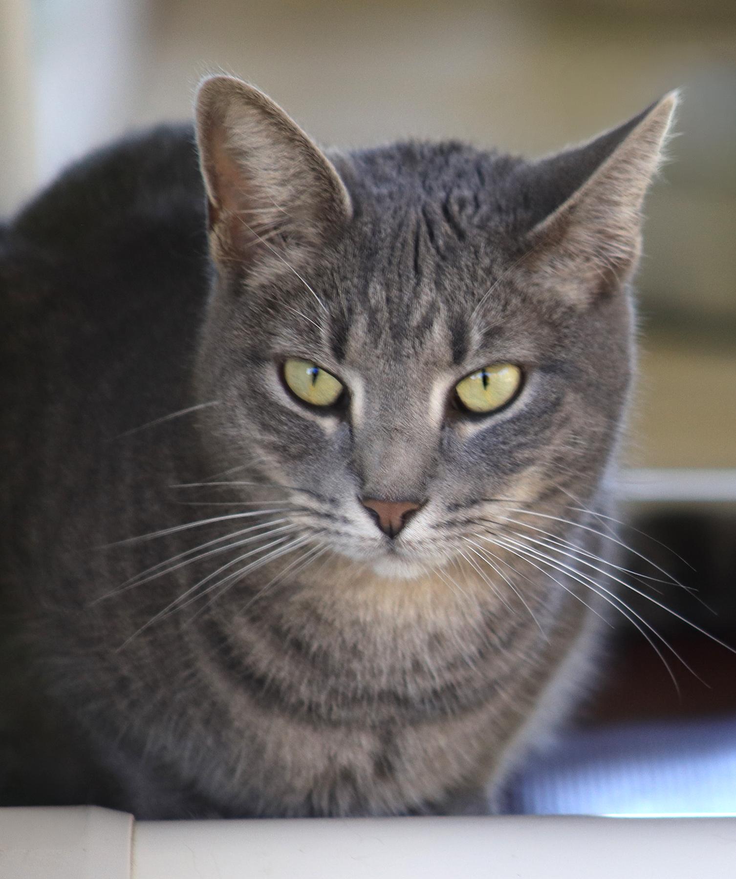 Summer, Adoptable, Young Female Domestic Short Hair.