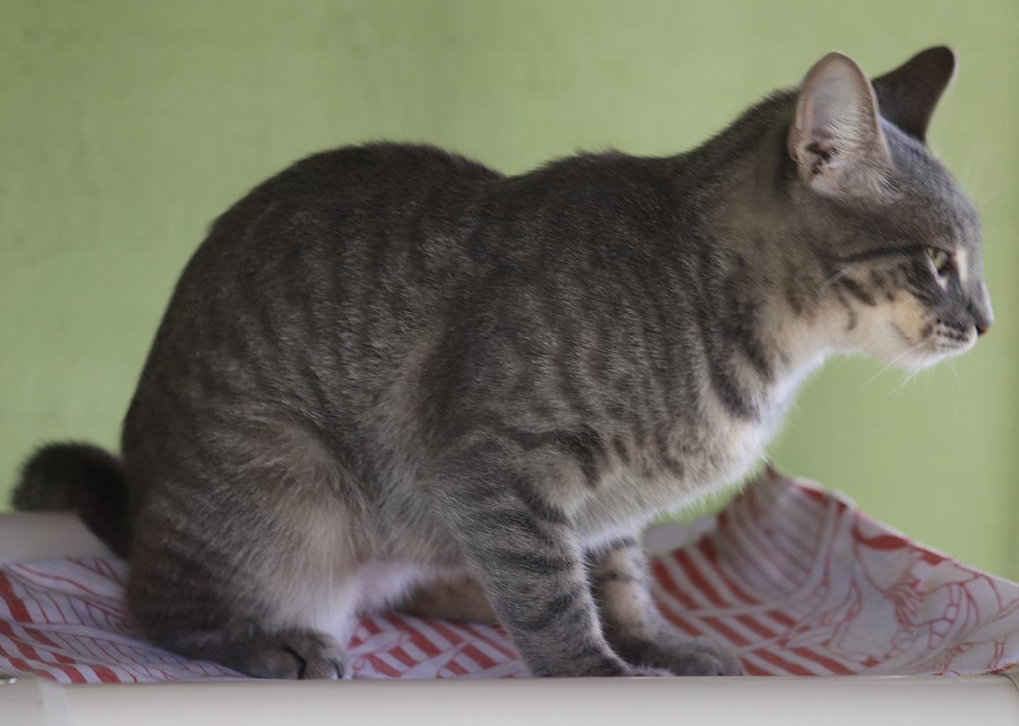 Enlarge Summer, a Adoptable Domestic Short Hair in North Fort Myers, FL image 3/6