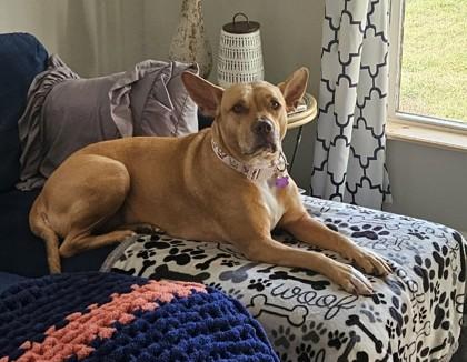 Enlarge Autumn 51755, a ADOPTABLE Mixed Breed in Oklahoma City, OK image 2/3