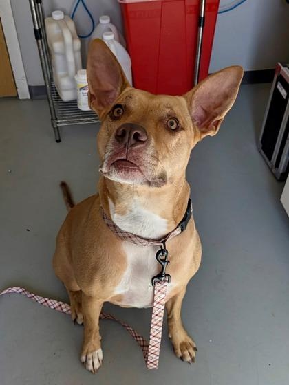 Enlarge Autumn 51755, a ADOPTABLE Mixed Breed in Oklahoma City, OK image 1/3