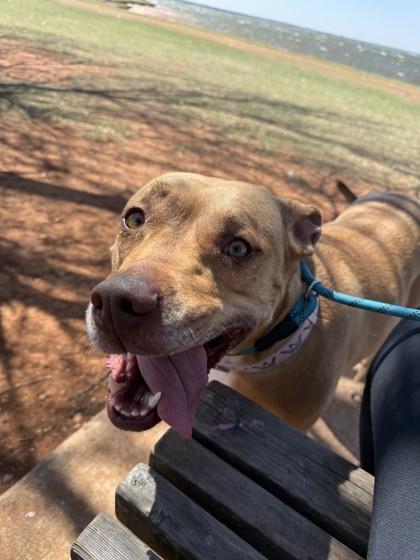 Enlarge Autumn 51755, a ADOPTABLE Mixed Breed in Oklahoma City, OK image 3/3