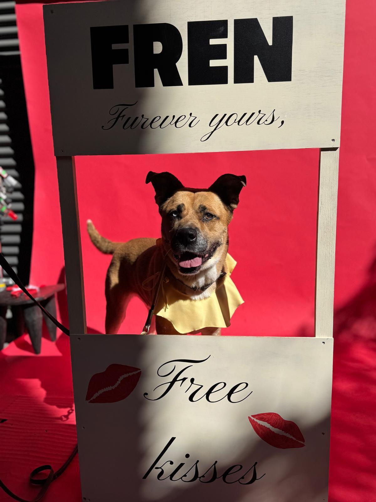 Enlarge Star, a ADOPTABLE Siberian Husky in Los Angeles, CA image 2/5