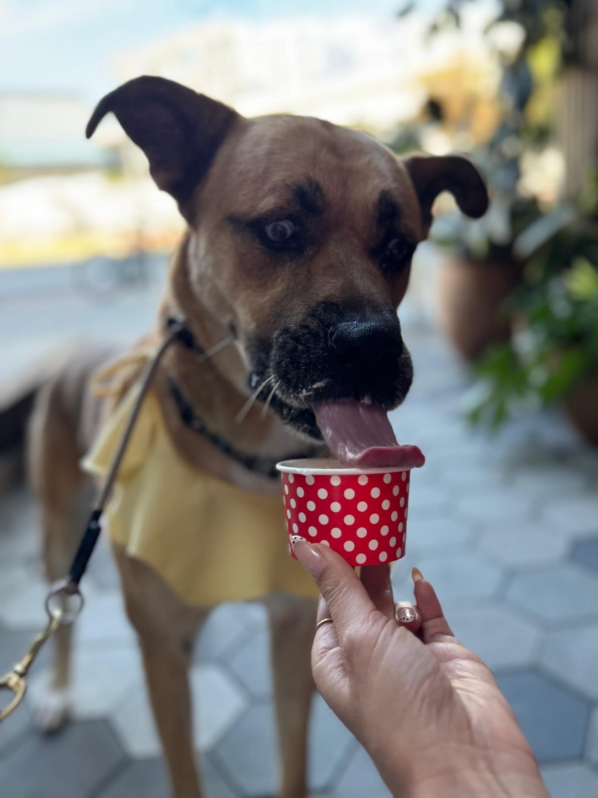 Enlarge Star, a ADOPTABLE Siberian Husky in Los Angeles, CA image 4/5