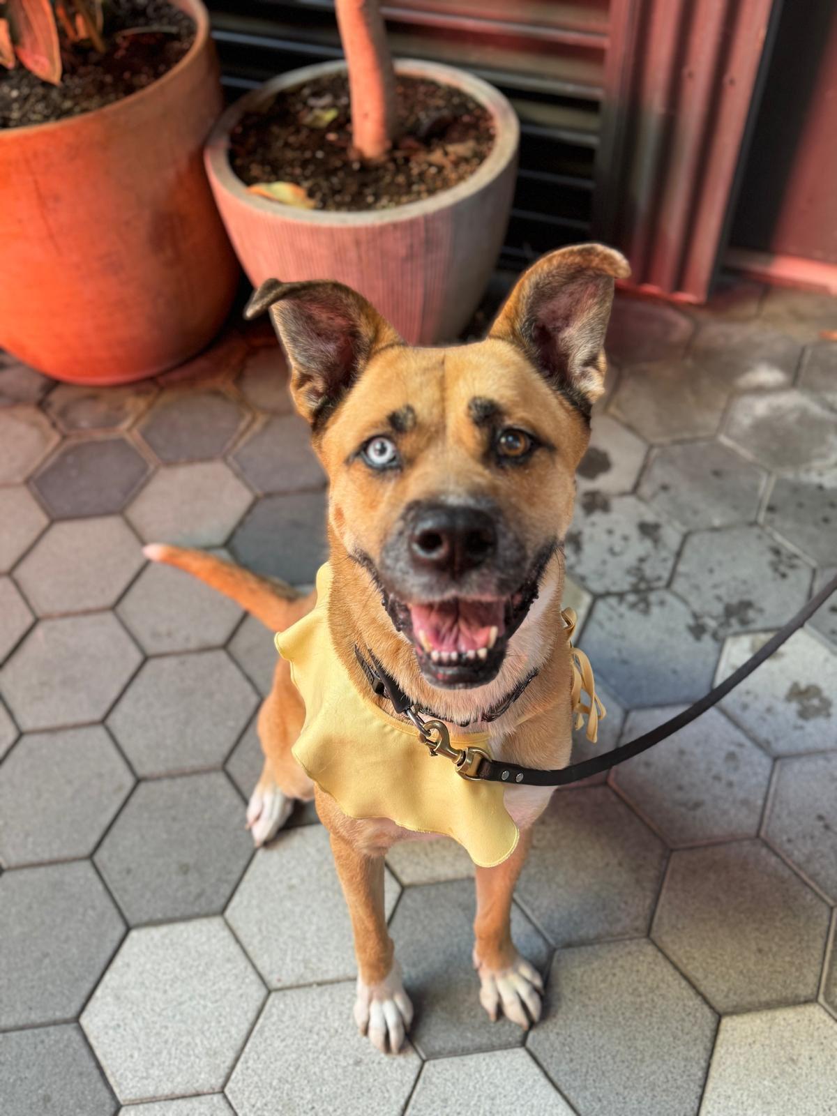 Enlarge Star, a ADOPTABLE Siberian Husky in Los Angeles, CA image 3/5