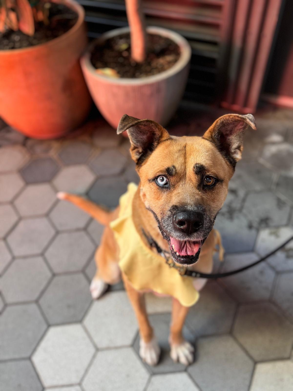 Enlarge Star, a ADOPTABLE Siberian Husky in Los Angeles, CA image 5/5