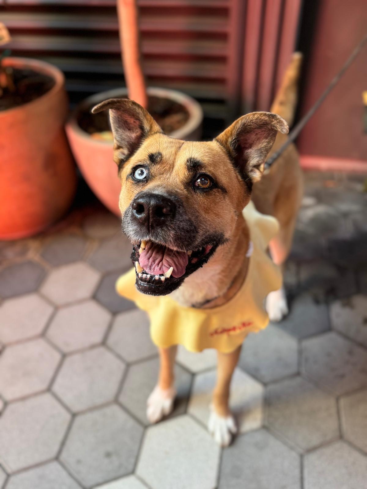 Enlarge Star, a ADOPTABLE Siberian Husky in Los Angeles, CA image 1/5