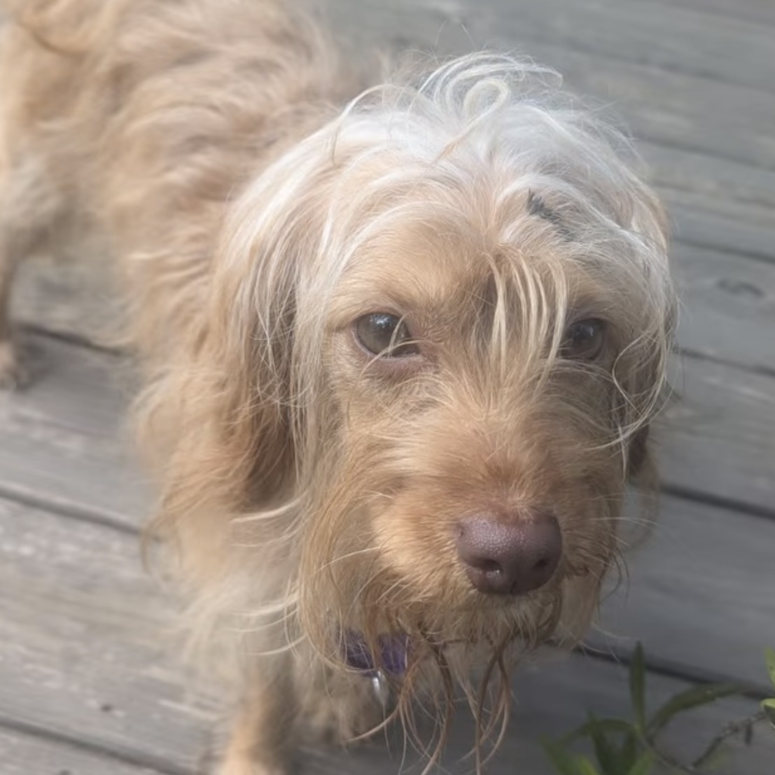 Dog for adoption Zoey (Cutest Little Girl Ever), a Yorkie Poo Mix in
