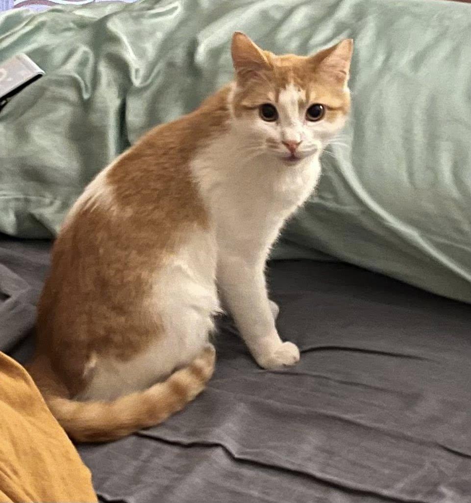 Crouton