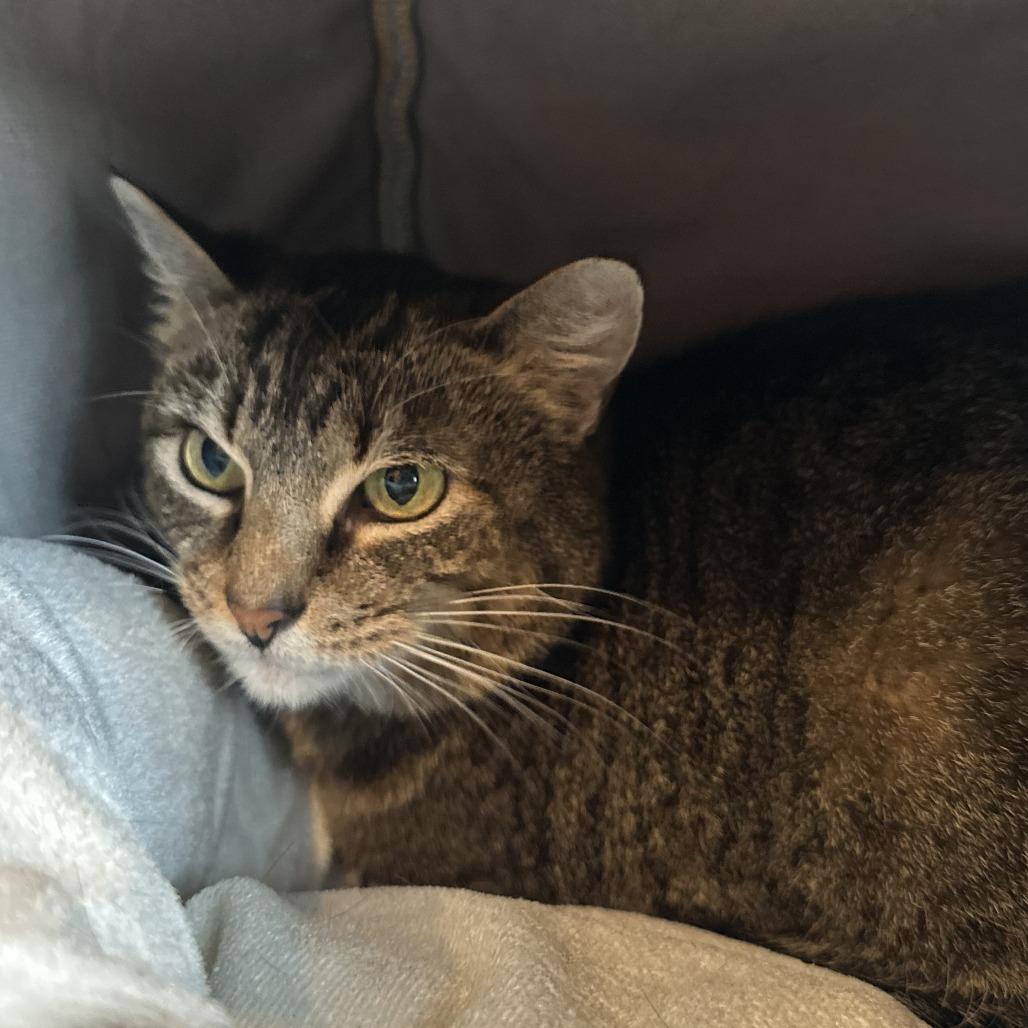 Annabelle, Adoptable, Senior Female Domestic Short Hair.