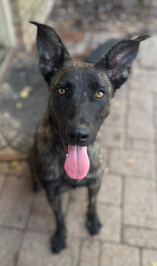 Enya, a Adoptable Dutch Shepherd in Bellaire, TX image 1/6