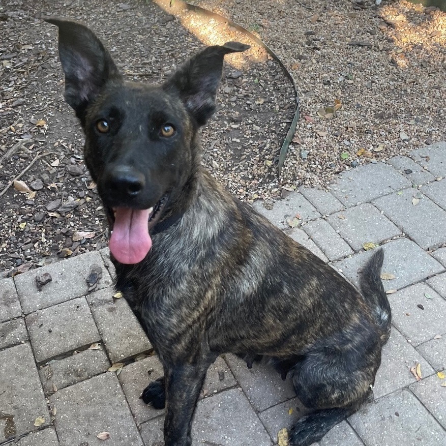 Enya, a Adoptable Dutch Shepherd in Bellaire, TX image 2/6