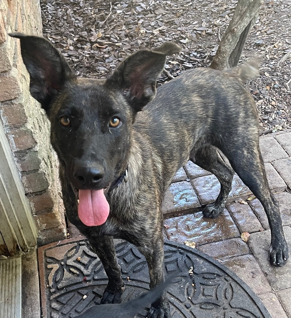 Enya, a Adoptable Dutch Shepherd in Bellaire, TX image 3/6