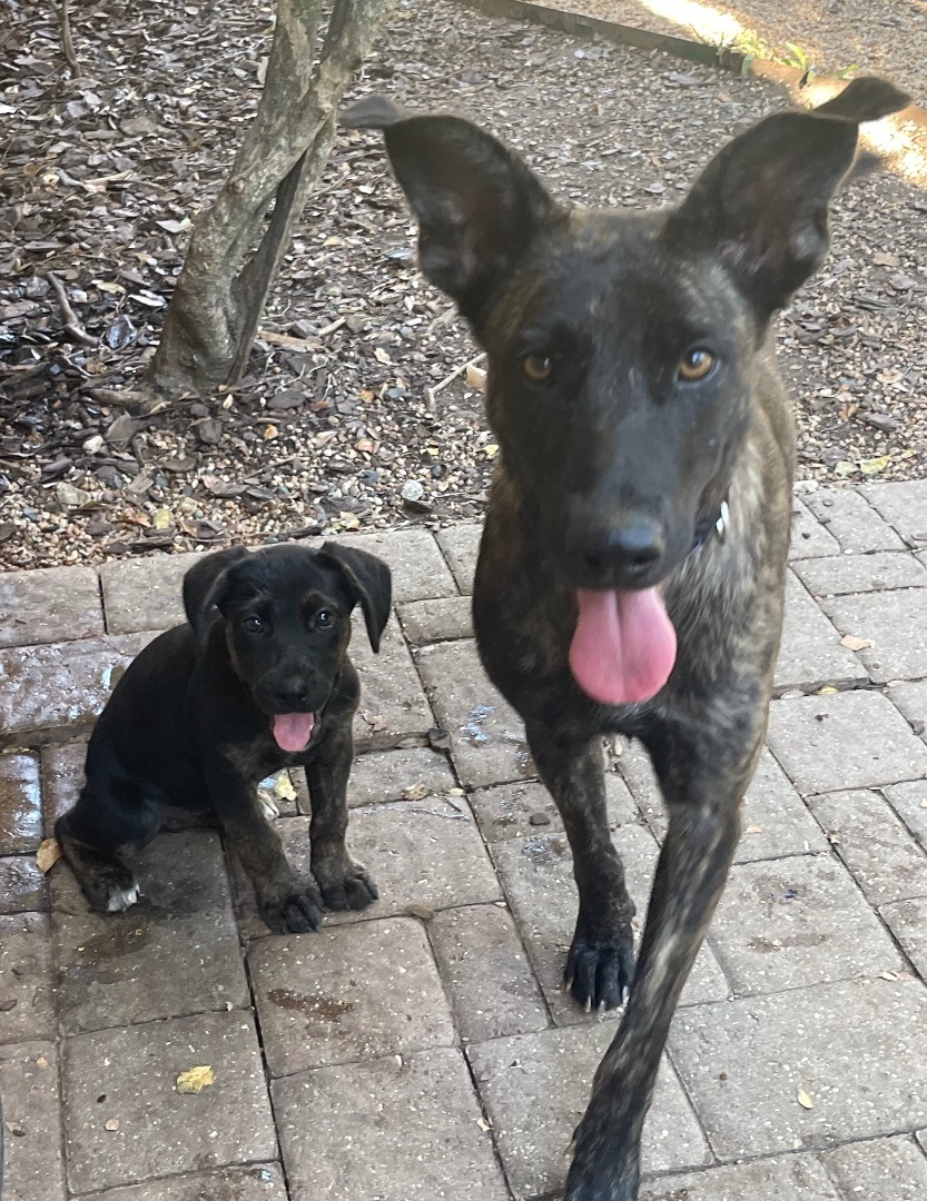 Enya, a Adoptable Dutch Shepherd in Bellaire, TX image 4/6
