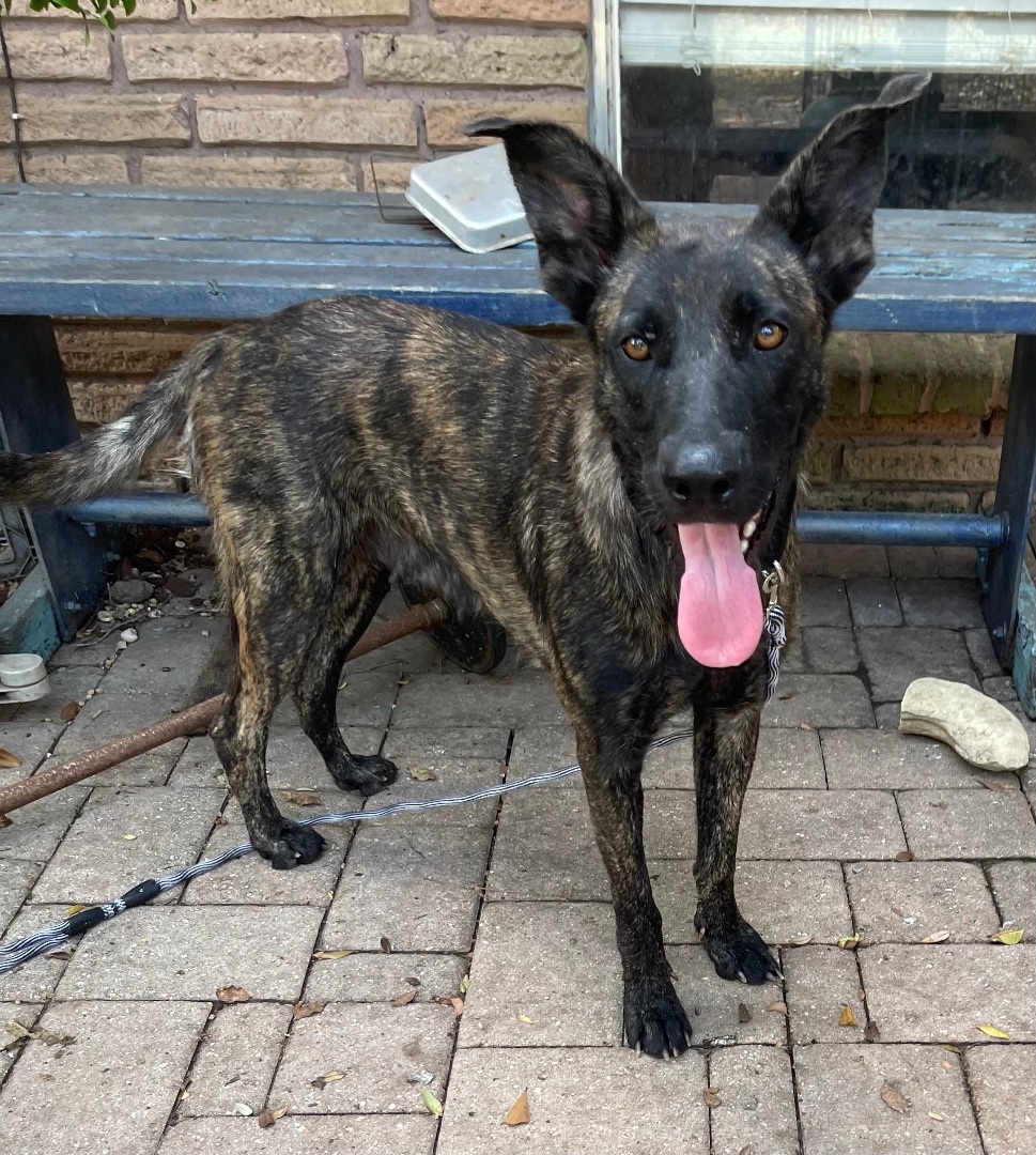 Enya, a Adoptable Dutch Shepherd in Bellaire, TX image 5/6