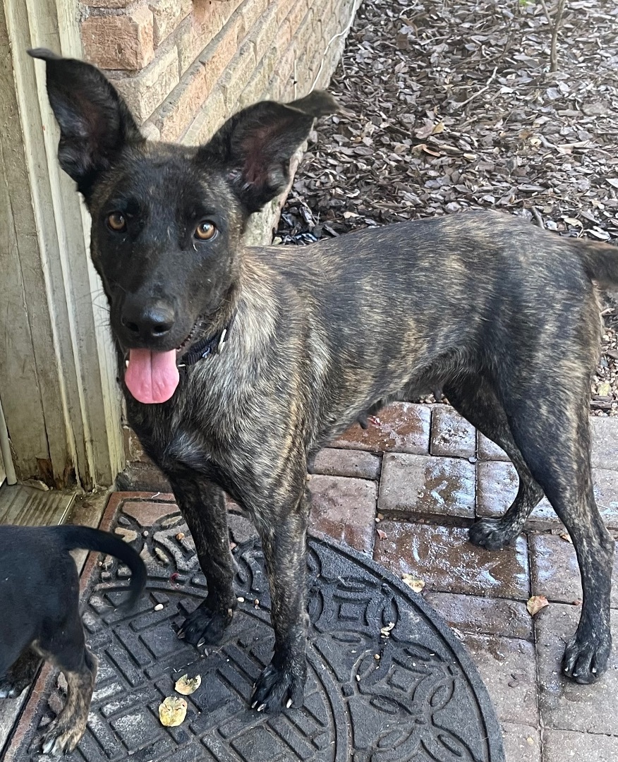 Enya, a Adoptable Dutch Shepherd in Bellaire, TX image 6/6
