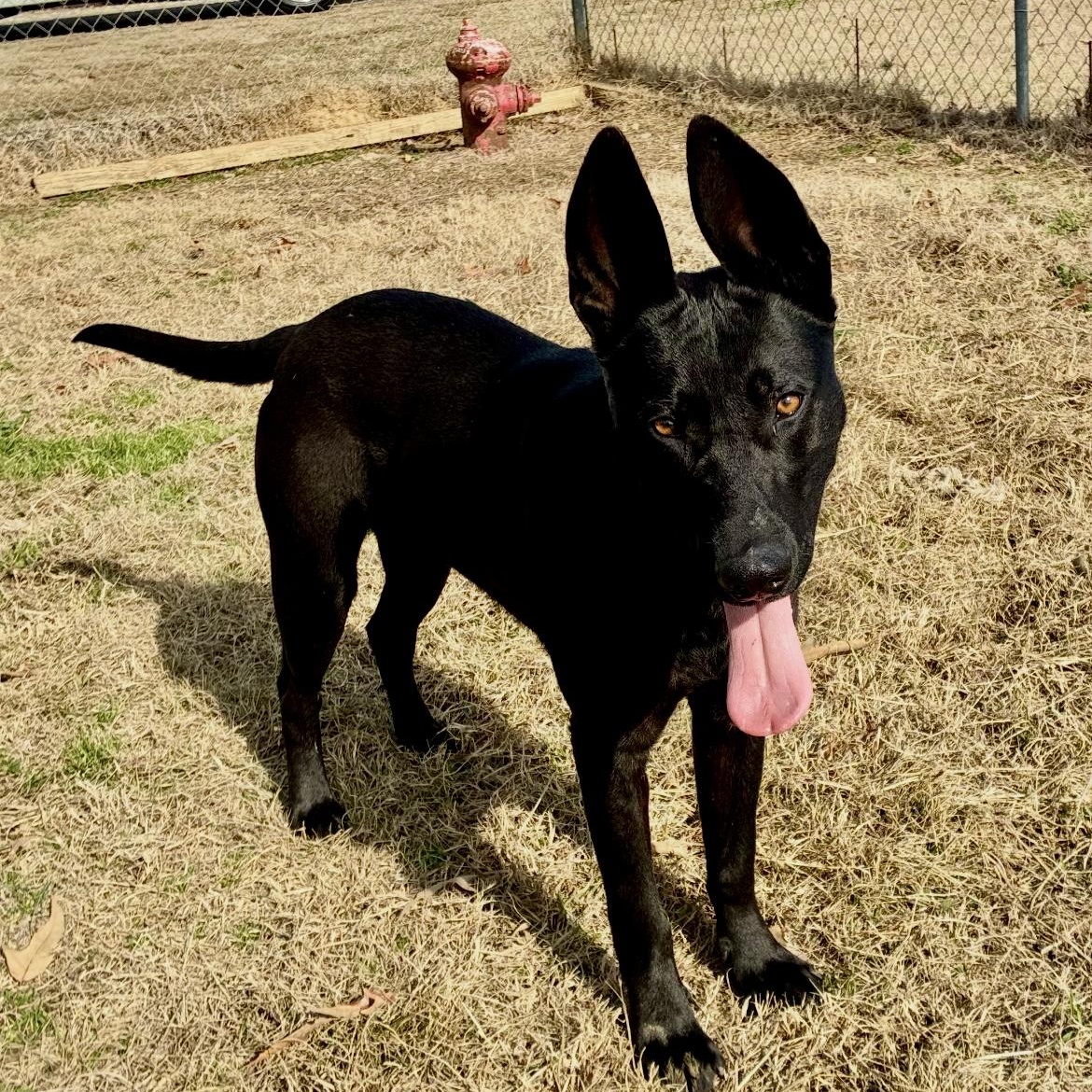 Enlarge Bucky, a Adoptable German Shepherd Dog in Senatobia, MS image 3/3