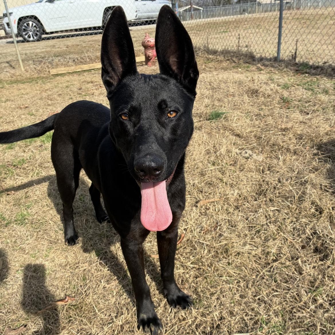 Enlarge Bucky, a Adoptable German Shepherd Dog in Senatobia, MS image 1/3