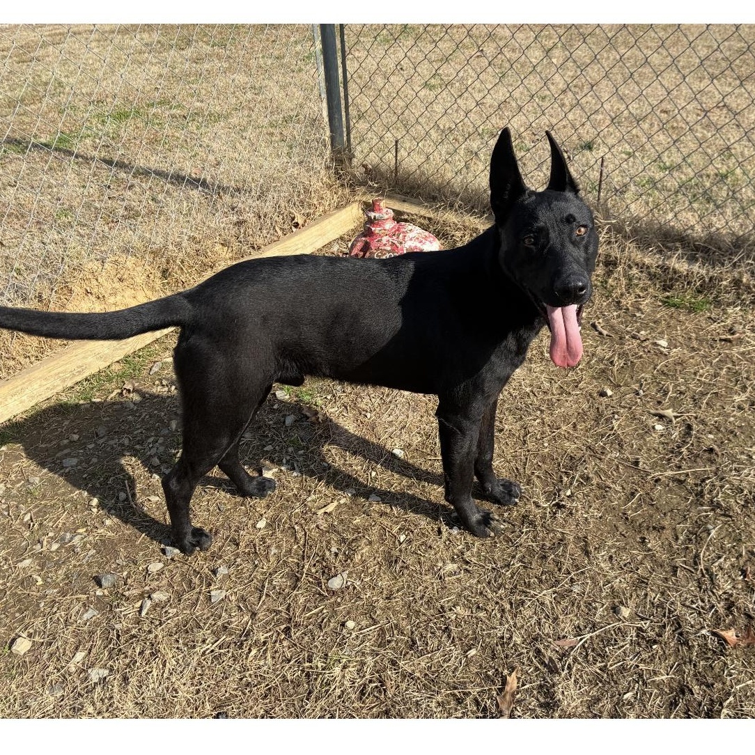 Enlarge Bucky, a Adoptable German Shepherd Dog in Senatobia, MS image 2/3