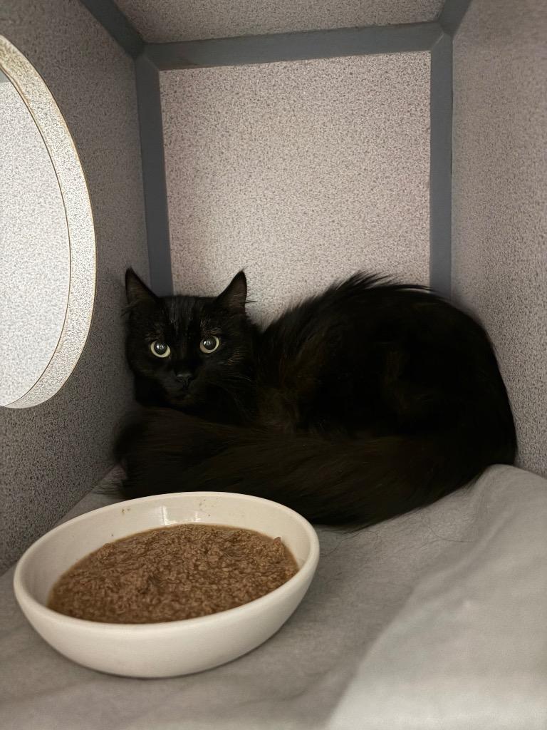 Moonlight, Adopted, Young Female Domestic Long Hair.
