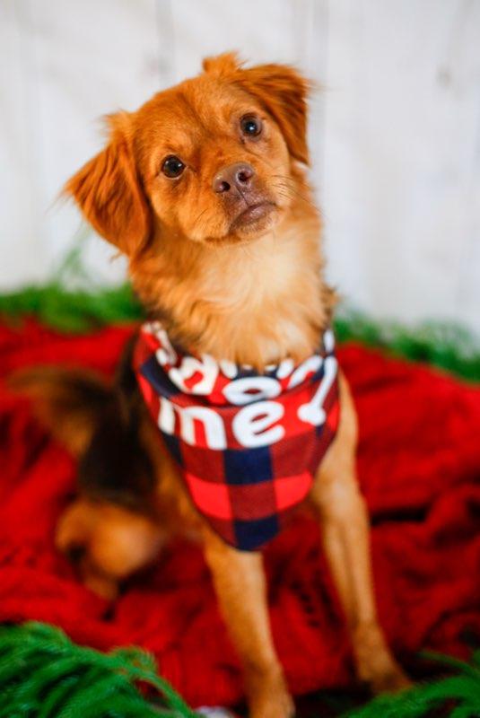 Whiskey, ADOPTABLE, Adult Male Spaniel.