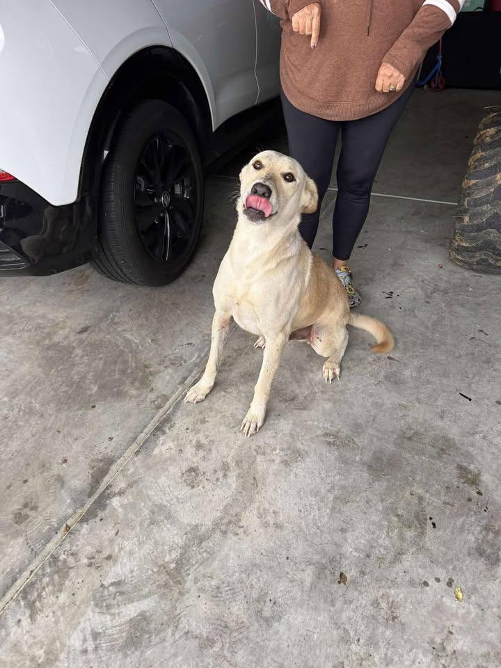 Terrill, Adoptable, Adult Male Yellow Labrador Retriever.