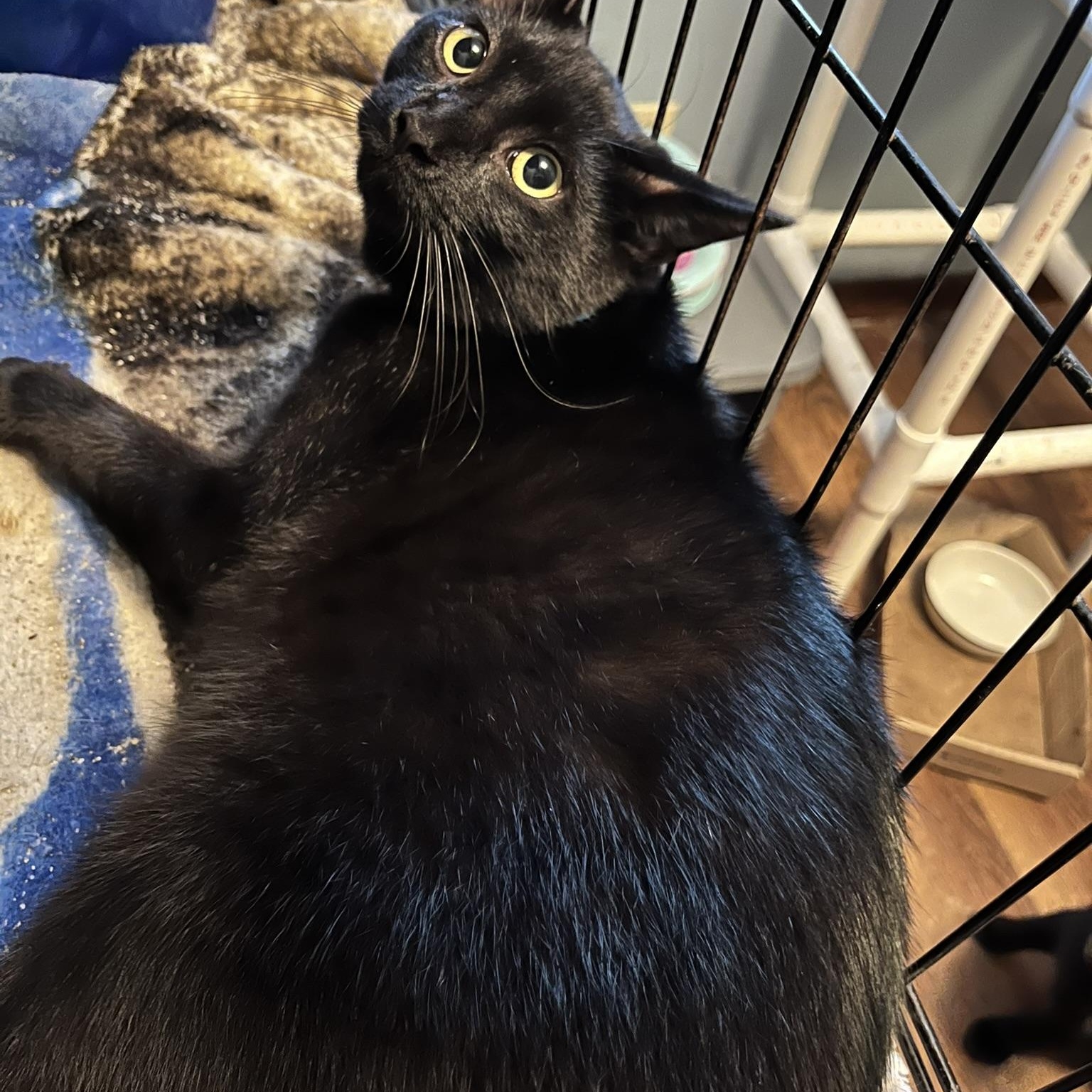 Enlarge Hawk, a Adoptable Domestic Short Hair in Delta, OH image 2/3