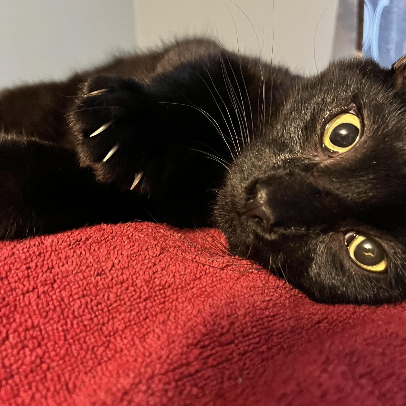 Enlarge Hawk, a Adoptable Domestic Short Hair in Delta, OH image 1/3