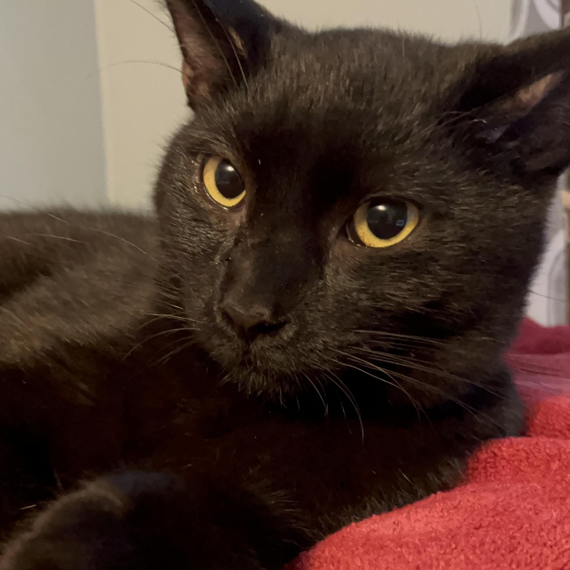 Enlarge Hawk, a Adoptable Domestic Short Hair in Delta, OH image 3/3