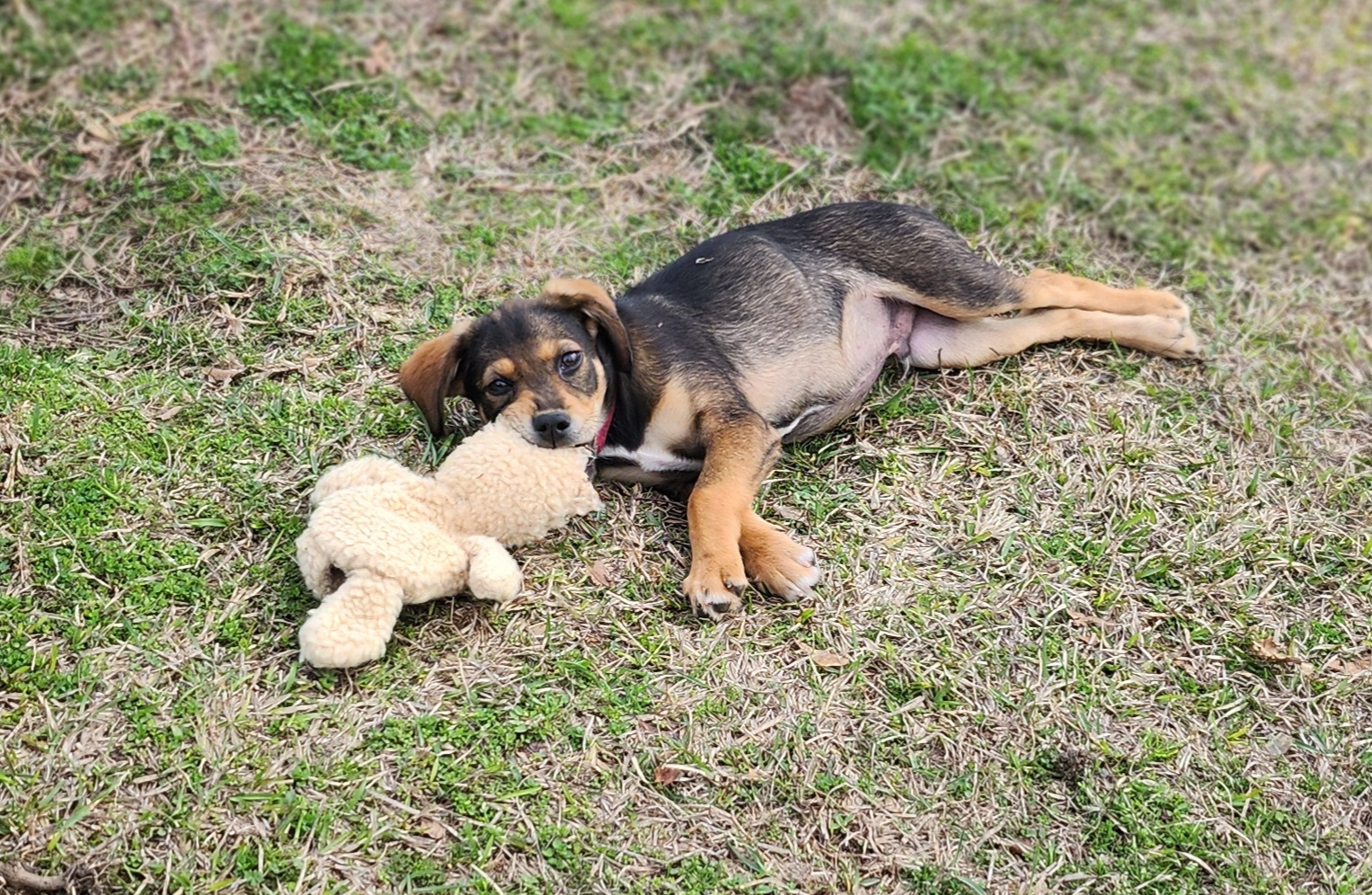 Rufus, a Adopted Mountain Cur in Mathiston, MS image 1/3