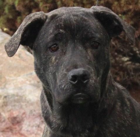 Basia, an adoptable Labrador Retriever, Mastiff in Eaton, OH, 45320 | Photo Image 1