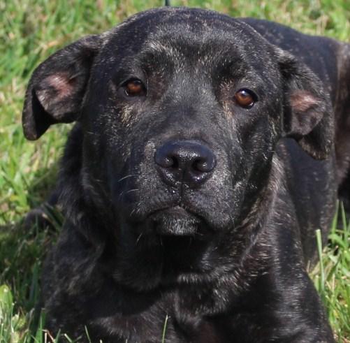 Enlarge Basia, a Adoptable mixed breed in Eaton, OH image 2/3