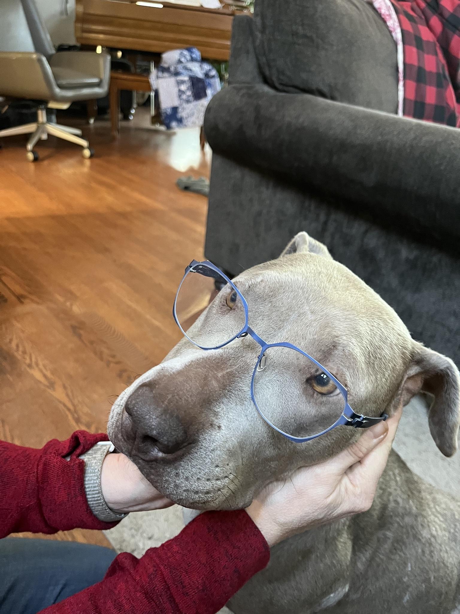 Enlarge Sonia , a Adoptable Staffordshire Bull Terrier in santa monica, CA image 5/5