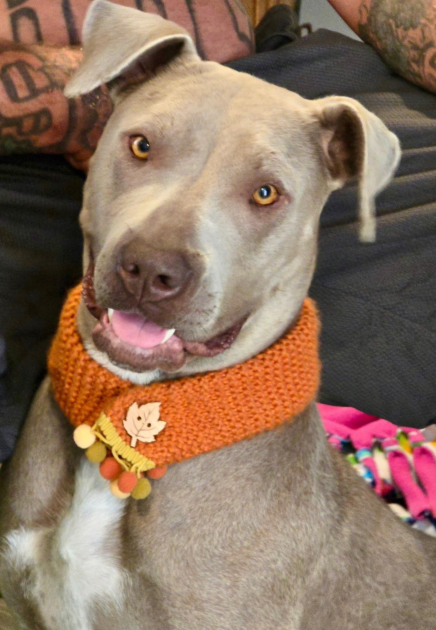 Enlarge Sonia , a Adoptable Staffordshire Bull Terrier in santa monica, CA image 2/5