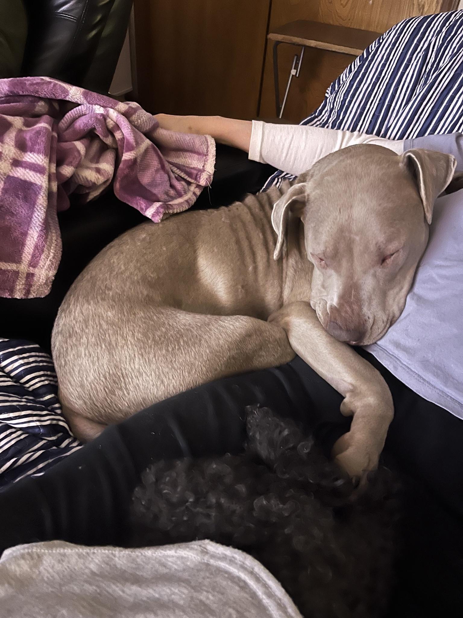 Enlarge Sonia , a Adoptable Staffordshire Bull Terrier in santa monica, CA image 4/5