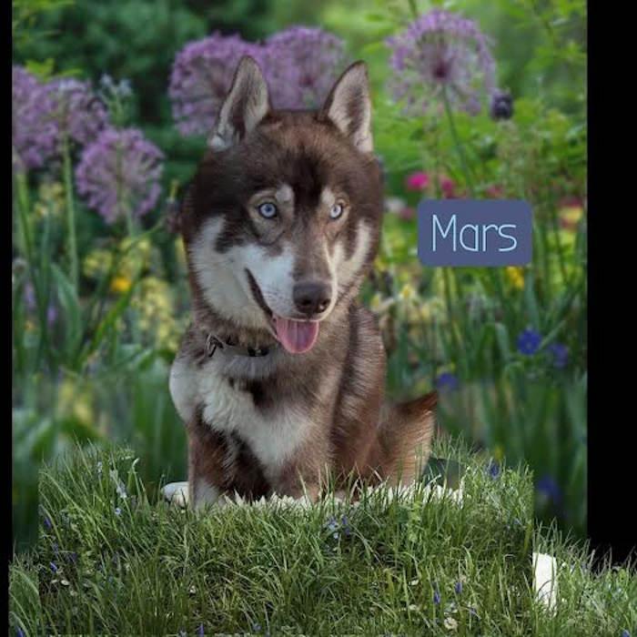 Mars
