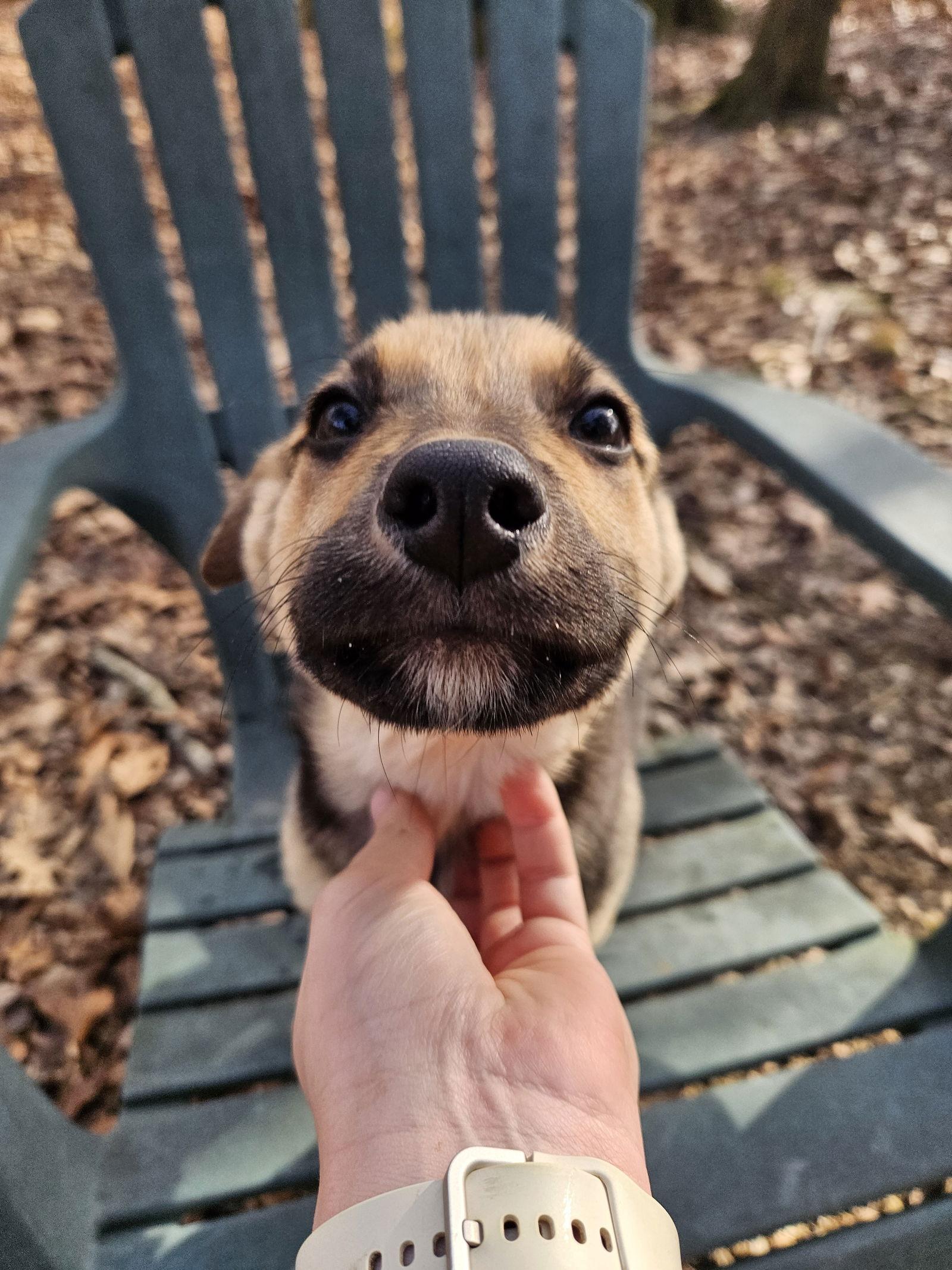 Chorizo, Adopted, Puppy Male German Shepherd Dog.