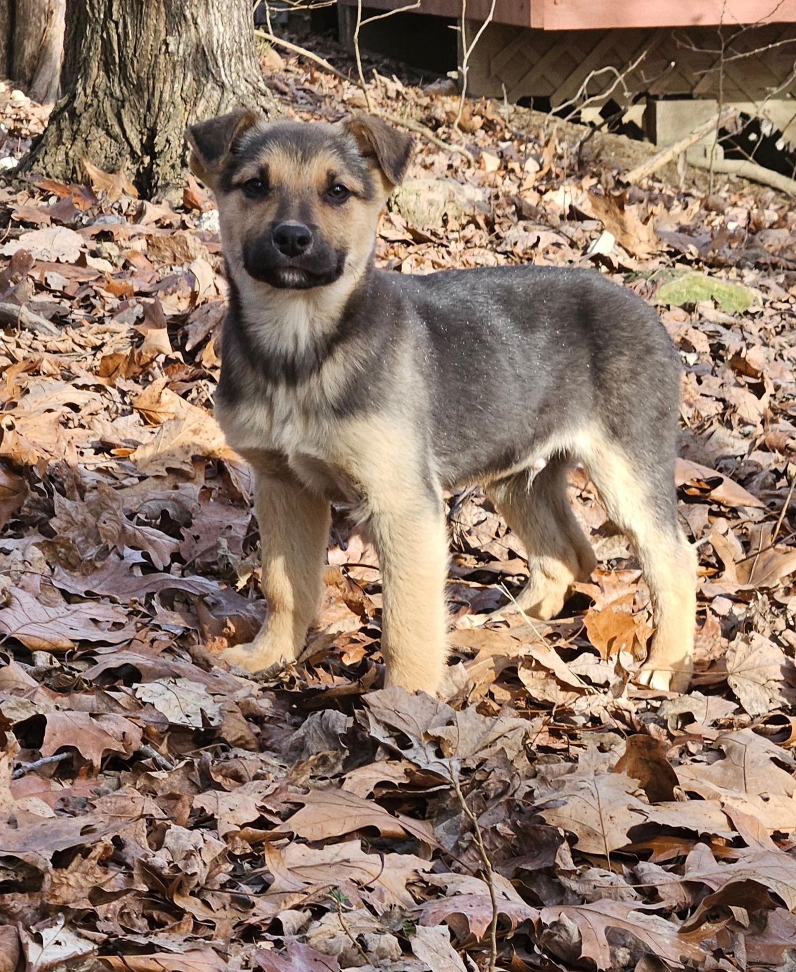 Enlarge Chorizo, a Adopted German Shepherd Dog in Louisville, KY image 2/3